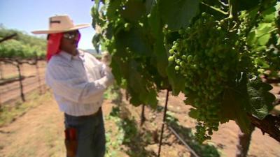 Man picks grapes in vineyard