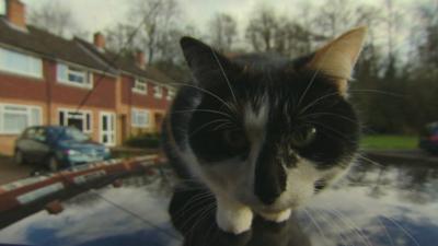 Cat sits on a car roof