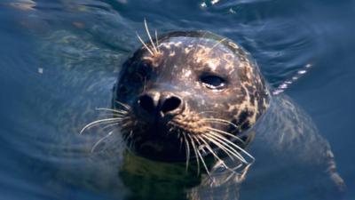Harbour seal