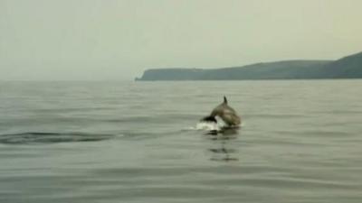 Dolphin in Cardigan Bay