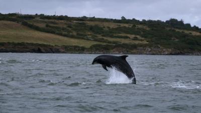 A bottlenose dolphin