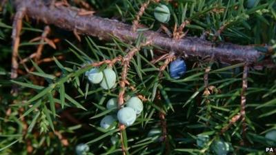 Juniper