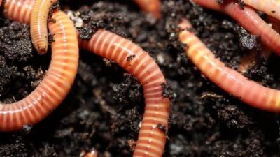 Earthworms