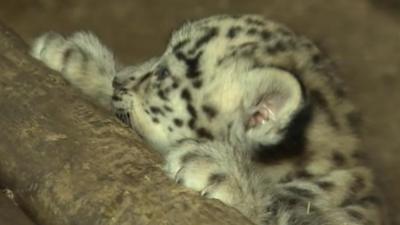 Baby snow leopard