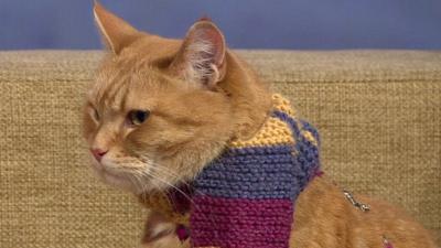 Bob the Cat on The Andrew Marr Show