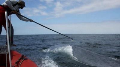 Researcher tags a blue whale (c) John Calambokidis