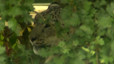 Snow leopard at Wildlife Heritage Foundation in Kent