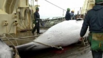 Whale on board ship