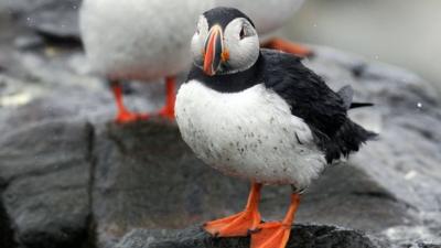 Puffins