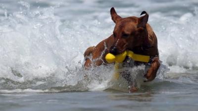 Dog at beach