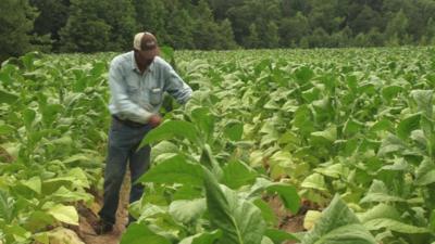 Man in tobacco fields