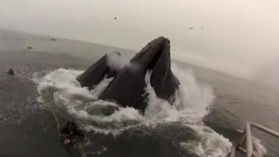 Divers with humpback whales