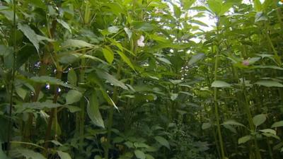 Himalayan Balsam