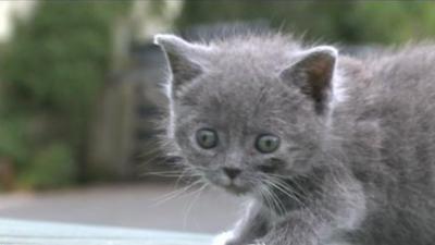 Abandoned kitten at the charity