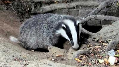 Badger