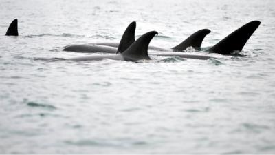 Pod of killer whales