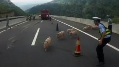 Pigs on the loose in China