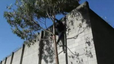 A man, believed to be a prisoner, climbing down a tree