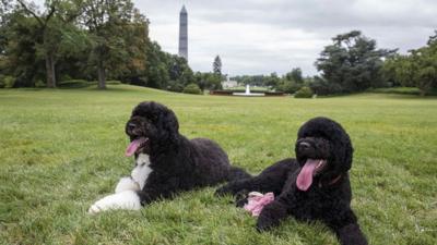 Obama's dog Bo, on the left, sits next to new puppy, Sunny, on the lawn of the White House.