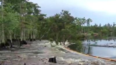 Trees swallowed by sinkhole