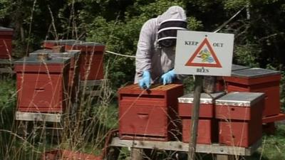 Bee farmer Chris Wilkes