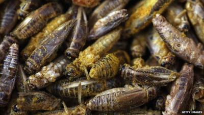 Crickets