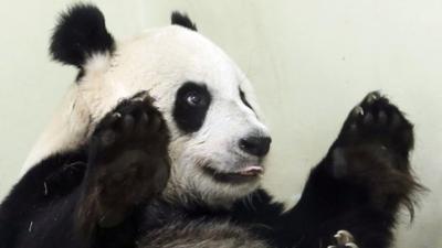 Female giant panda Tian Tian in her enclosure at Edinburgh Zoo