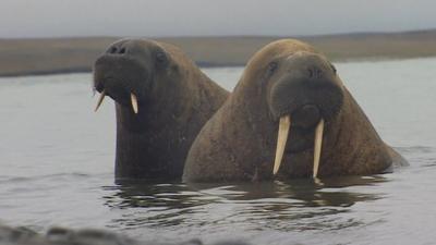 Two walruses