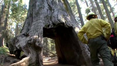 Fire crews look on a giant sequoia