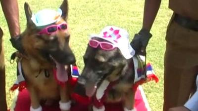 "Wedding" of police dogs in Sri Lanka