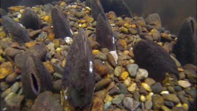 Freshwater pearl mussels in Cumbria