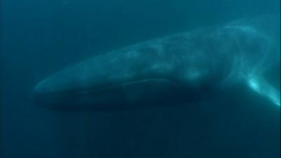 Blue whale