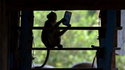 A long-tailed macaque holds a box of milk it has stolen from a house in Thailand's Chachoengsao province