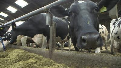 Cows at a dairy farm