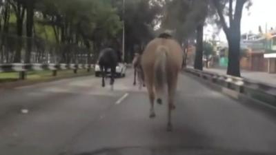 Horses running down a road