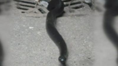 This is a snake coming out of a drain