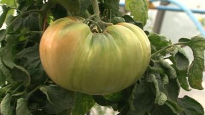 Giant tomato