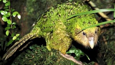 Kakapo (c) Photolibrary.com