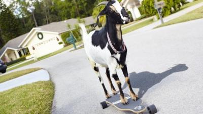 A skateboarding goat