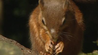 Red squirrel