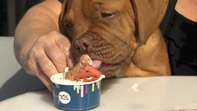 Puppy eating a dog ice cream