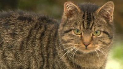 Scottish wildcat