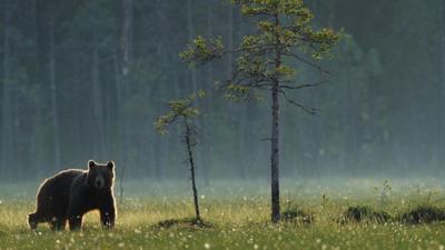 Brown bear