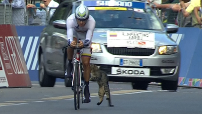 A cat almost collides with a rider in the men's time trial