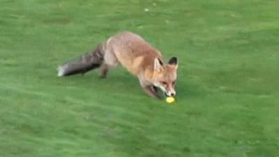 Fox on golf course