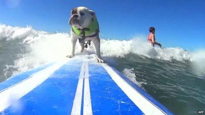 A dog surfing