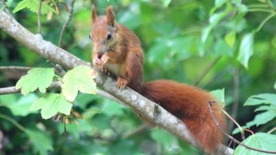 Red squirrel