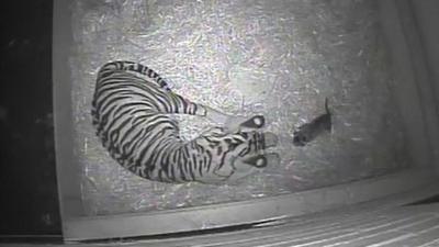 A tiger birth is caught on hidden camera