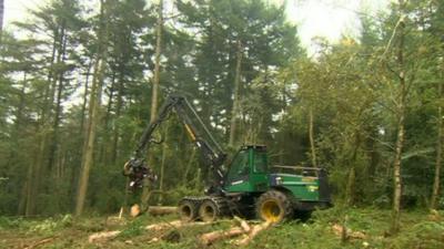 Trees felled in Wentwood Forest