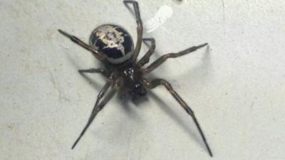 False widow spider